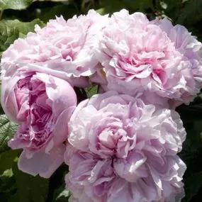 Jacques Cartier Shrub Rose (Rosa Jacques Cartier) 1